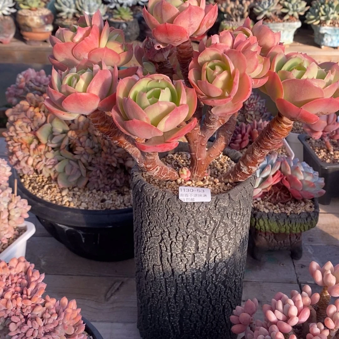 53号多肉大群漂亮