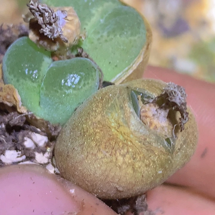 47888885955865865855