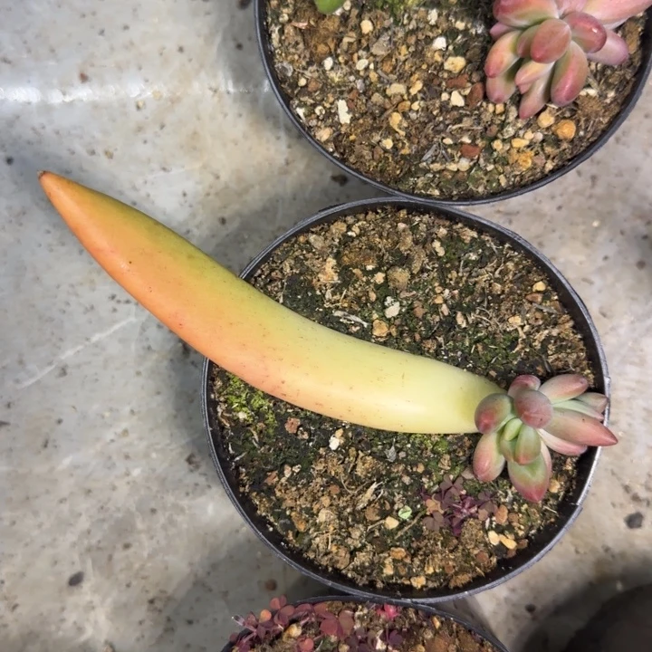 克里斯朵 叶插  一物一拍