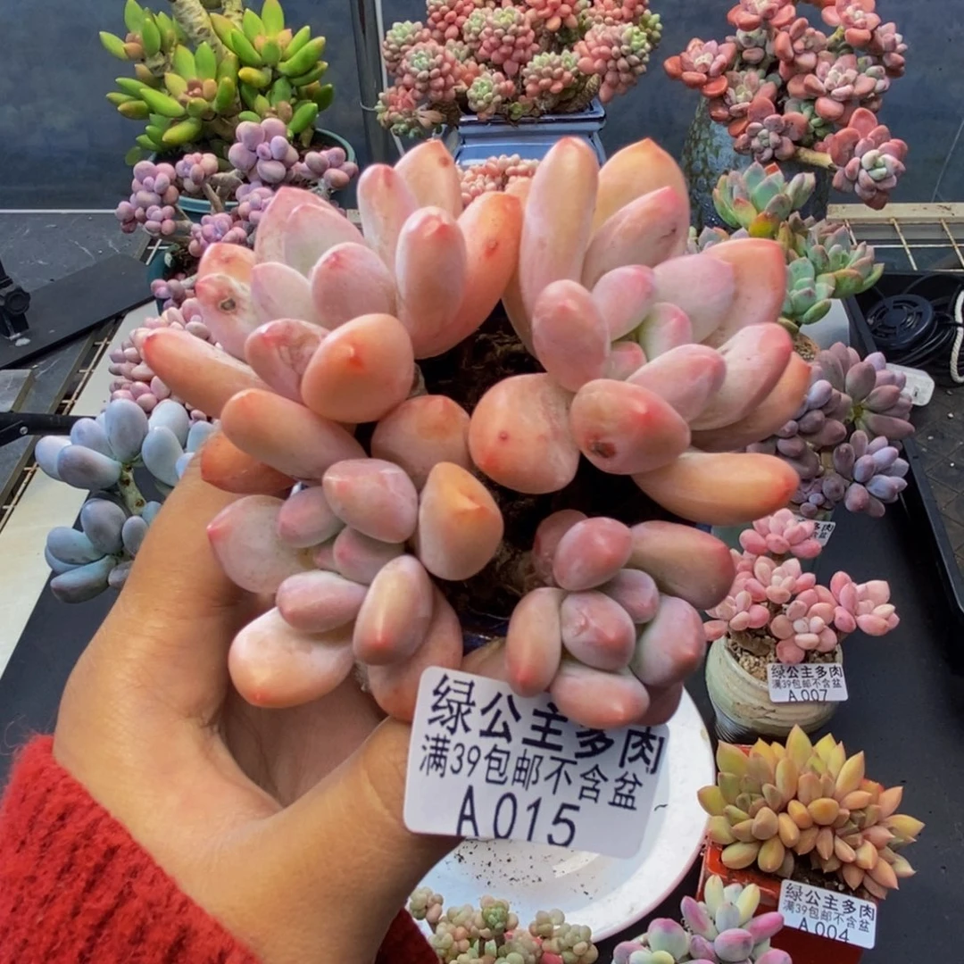 015丸叶香水多肉7c m