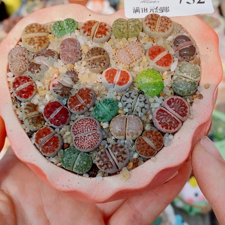 生石花花花花花花花752
