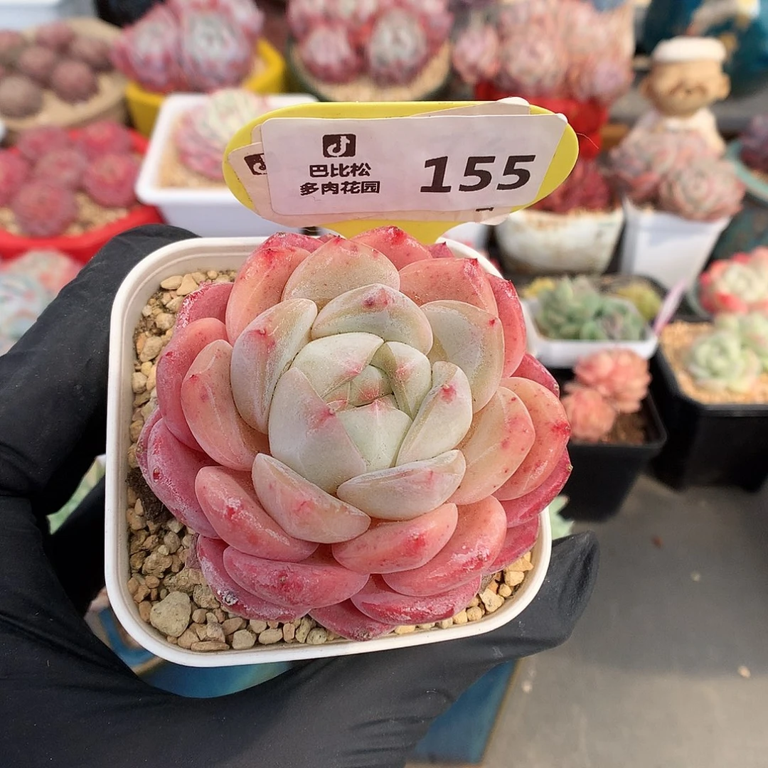 一***_155 粉糖心多肉多肉