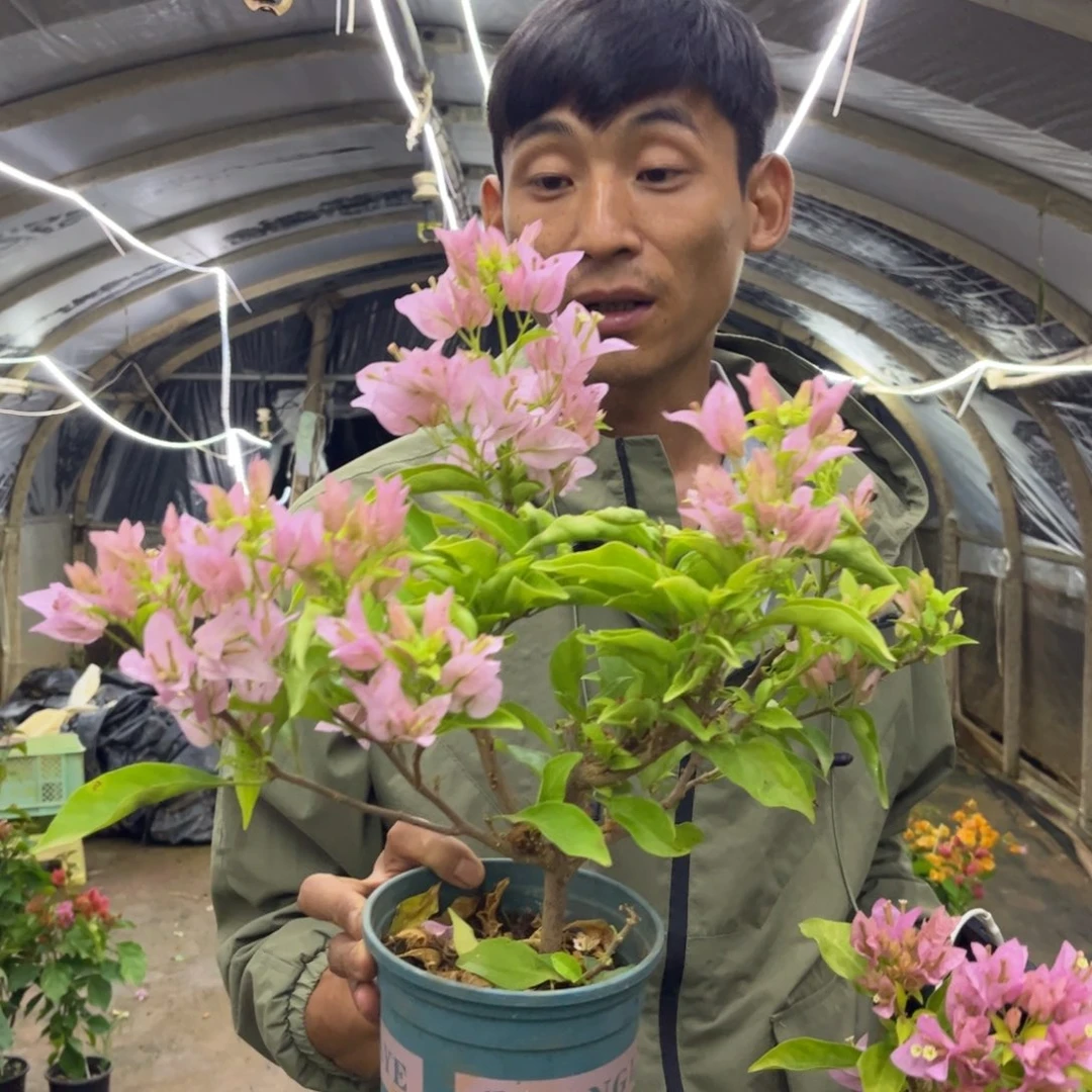 完全开放（姬小桃）三角梅会落花落叶会光杆苗有大有小