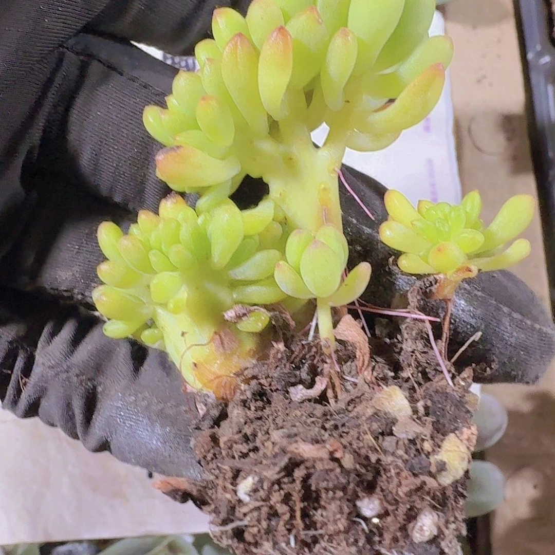 乙女心缀化多肉植物