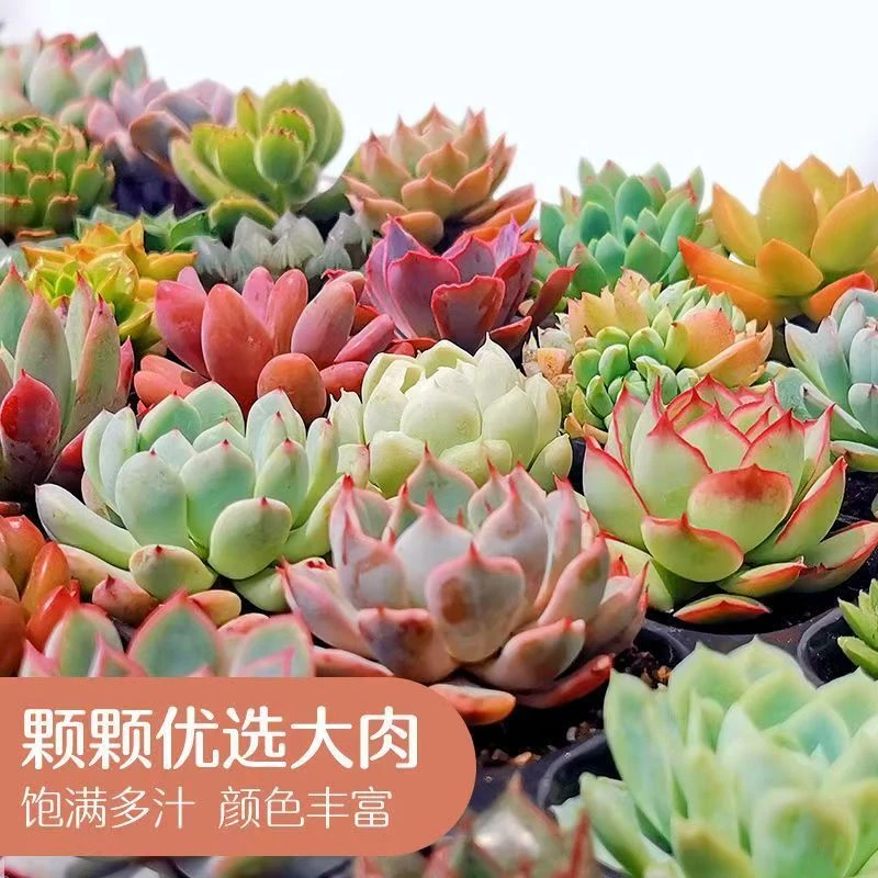 （A）多肉植物组合盆栽室内绿植花卉带盆好养耐活办公室庭院装饰大