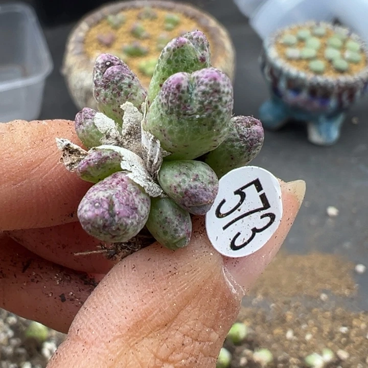 573号这颗多肉有点好看