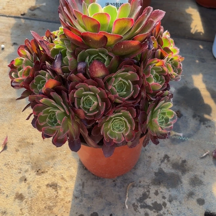 A**颜瑞妈多肉植物是563