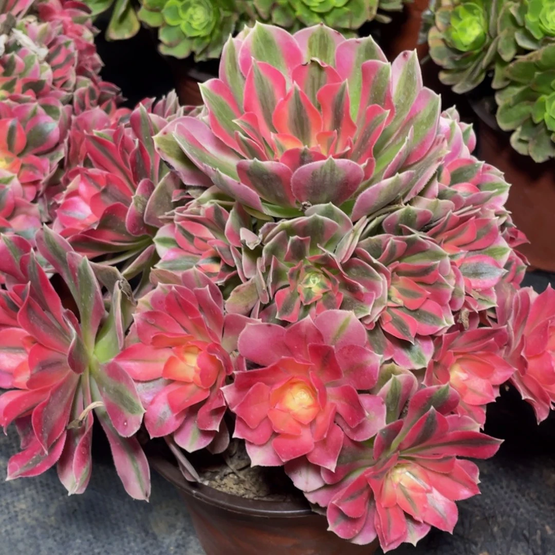 154粉女巫精品法师老桩