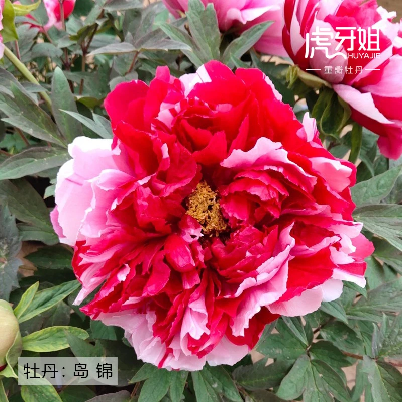 【岛锦】裸根牡丹包对版-庭院阳台花卉复色重瓣大花