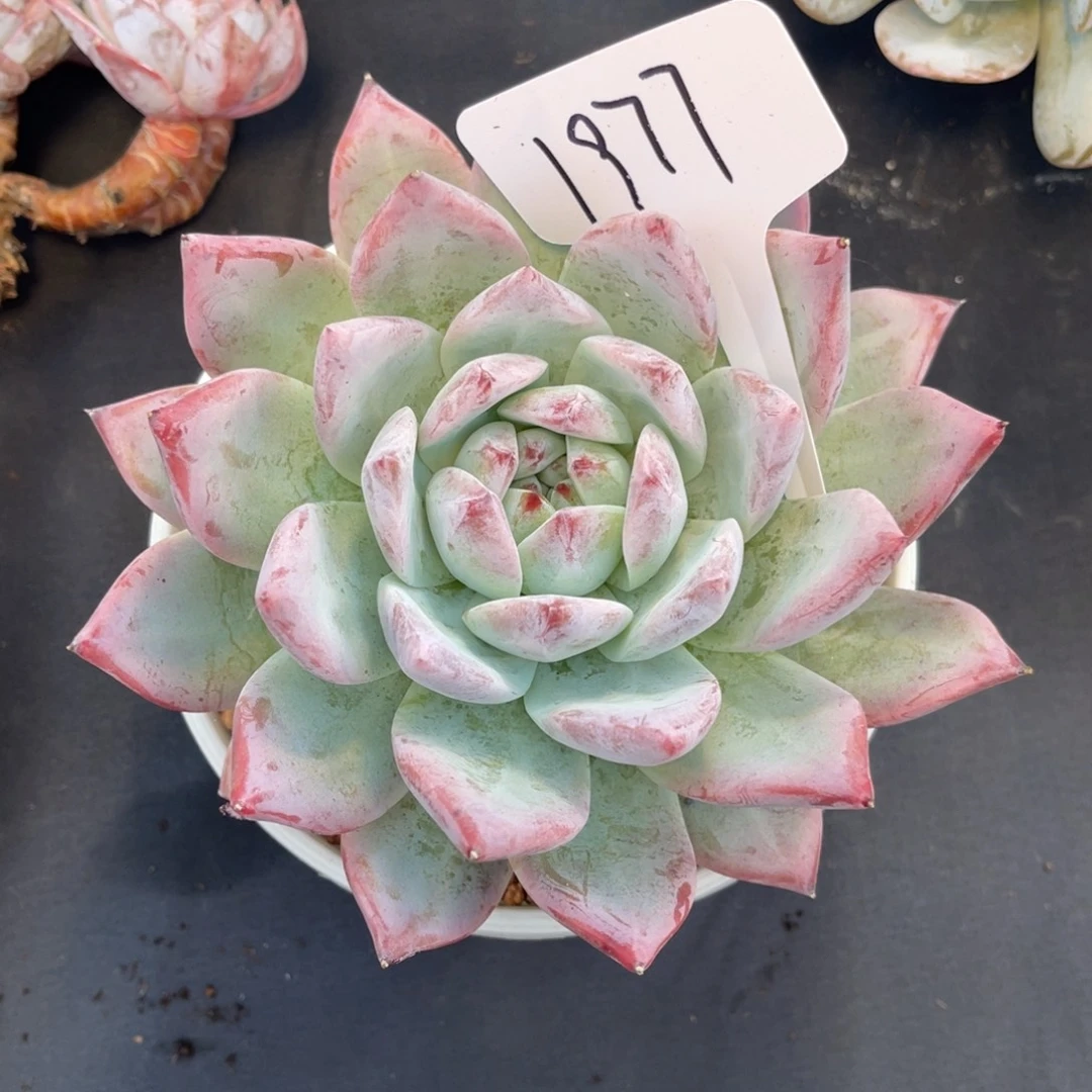 老阿姨花卉一物一拍1977