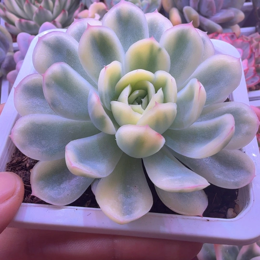 草莓冰锦 多肉植物