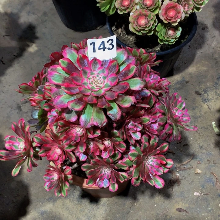 完***生无花朵红铜1430000000