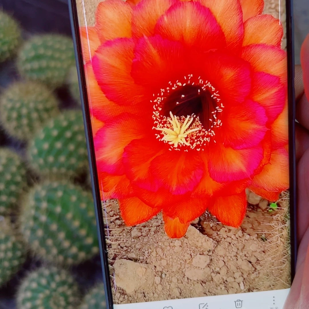 下91毛领唱者歪无根侧芽4公分左右20包邮