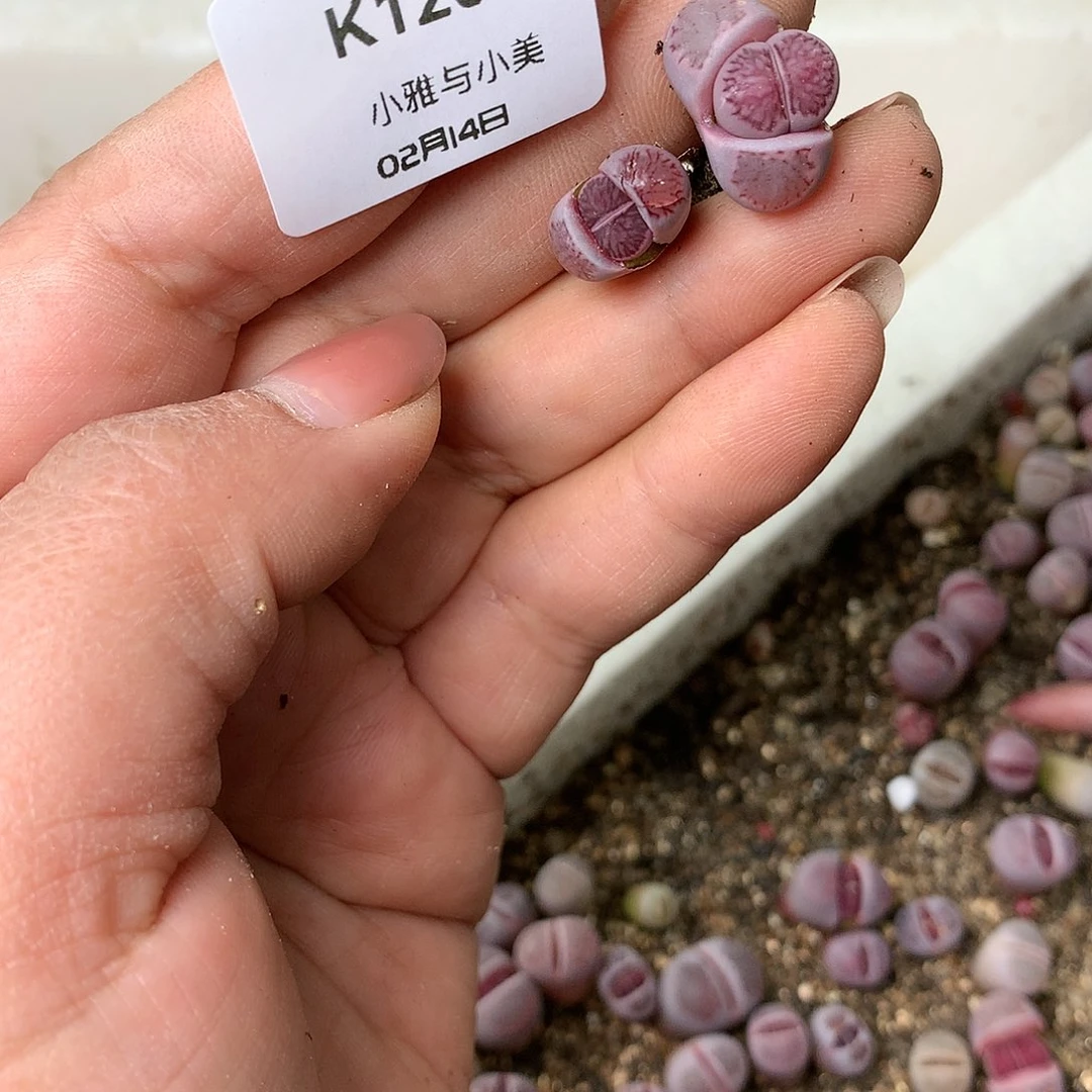 每****?K120多肉植物保护研究所