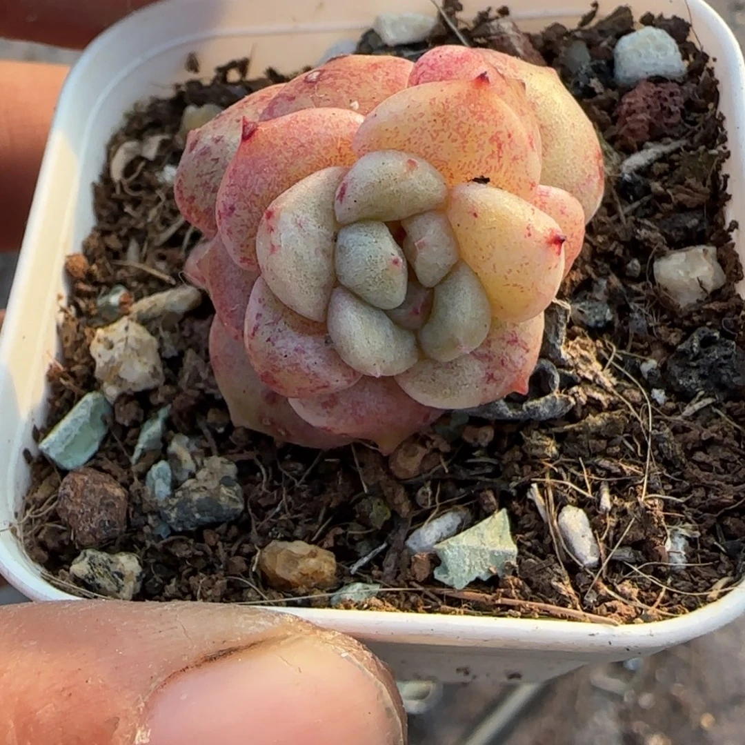 多肉小卡拉米糖心一物一拍