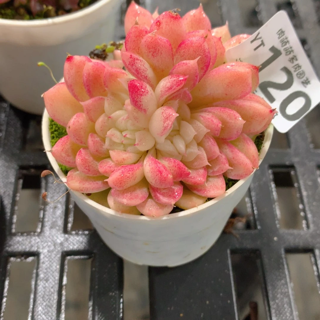 肉萌萌拇指盆精控多肉YT120