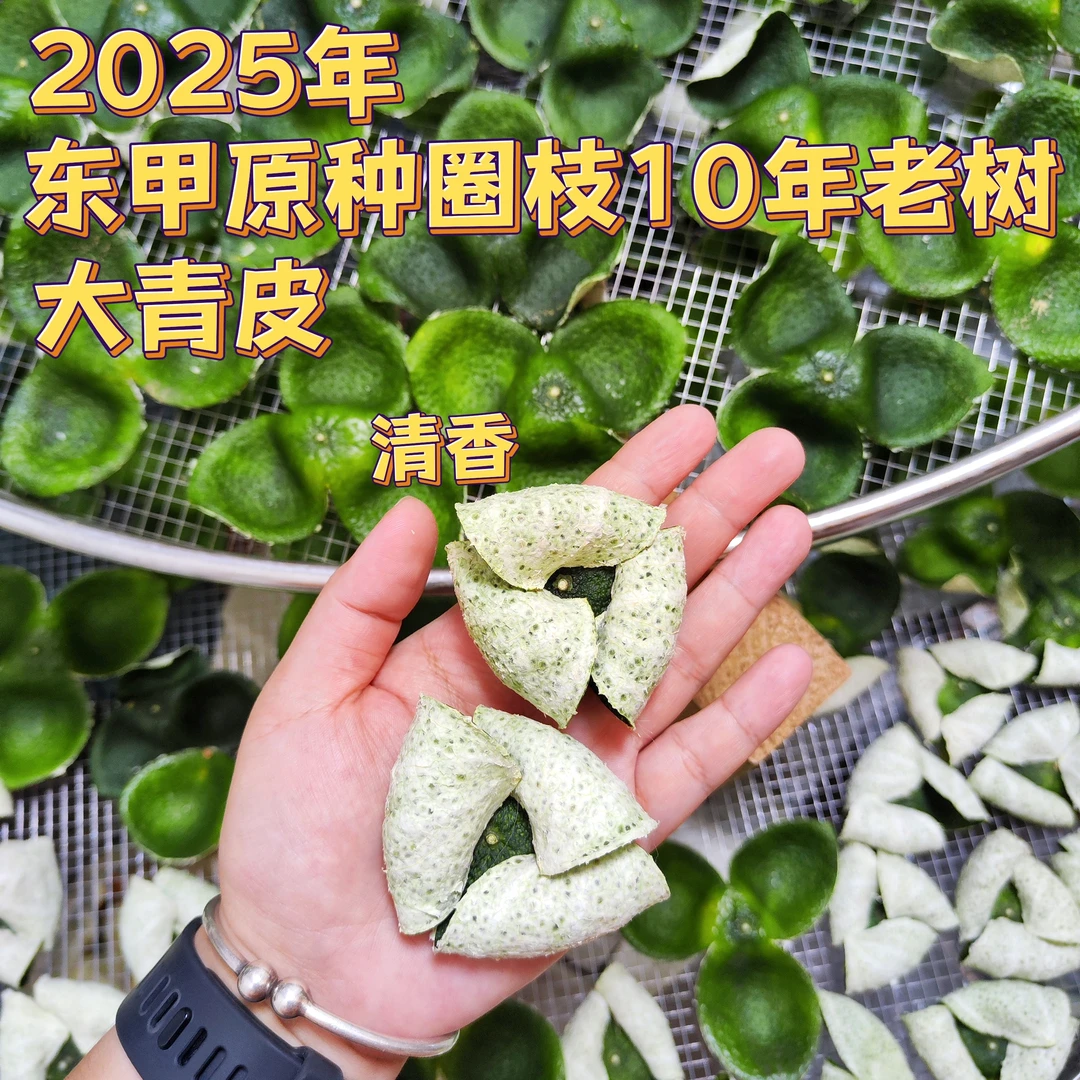 【东甲大青】2025年新会区东甲原种圈枝10年老树 大青皮 清香口感好