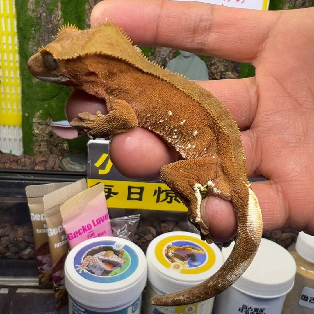 睫角守宫双红波点