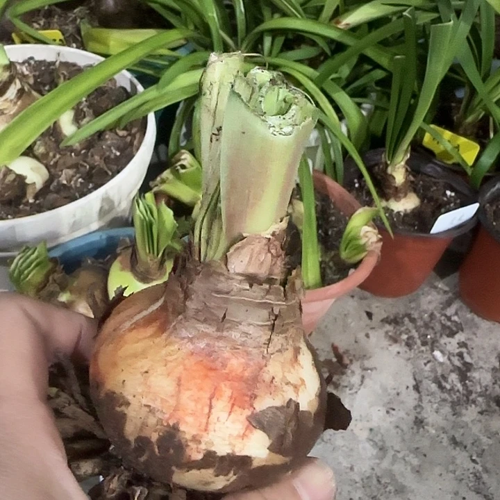 春之琳娜6cm，裸球发H