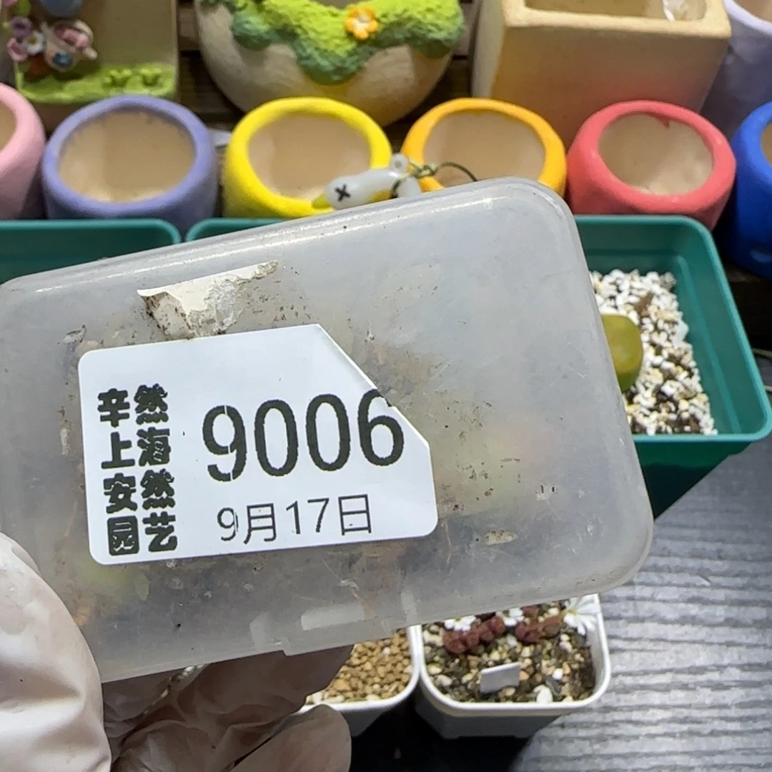 奇***林9.17。    217。  。  9006有差