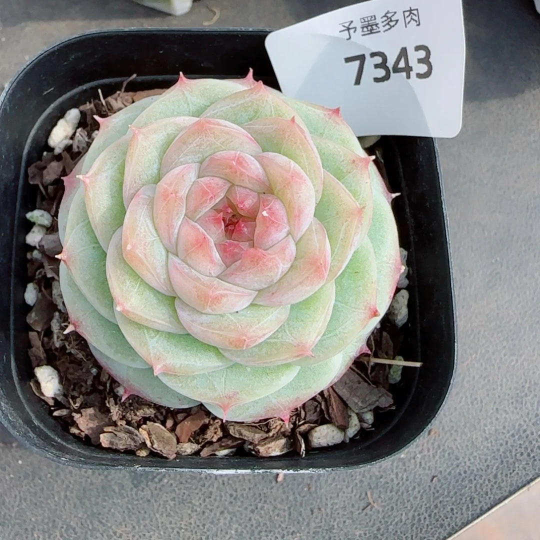 焦糖玛朵，7343多肉植物