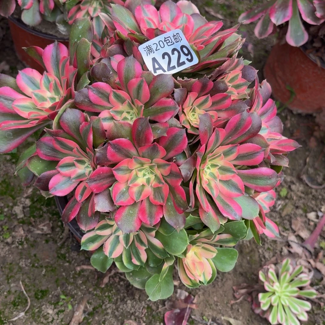 229多肉植物捧花的时候