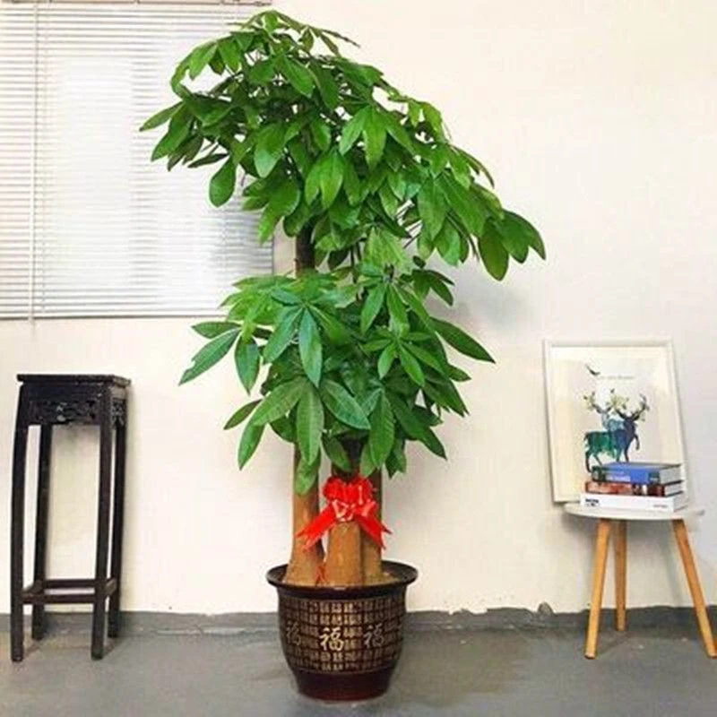 步步高发财树三杆原生客厅大盆栽大型绿植乔迁发财树大盆栽客厅