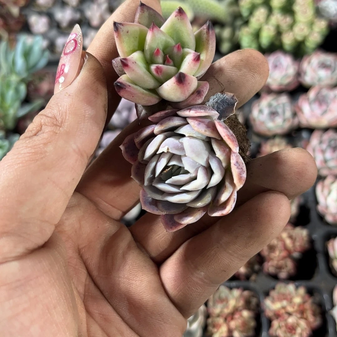 守****?贝瑞组合单头发货有根发货