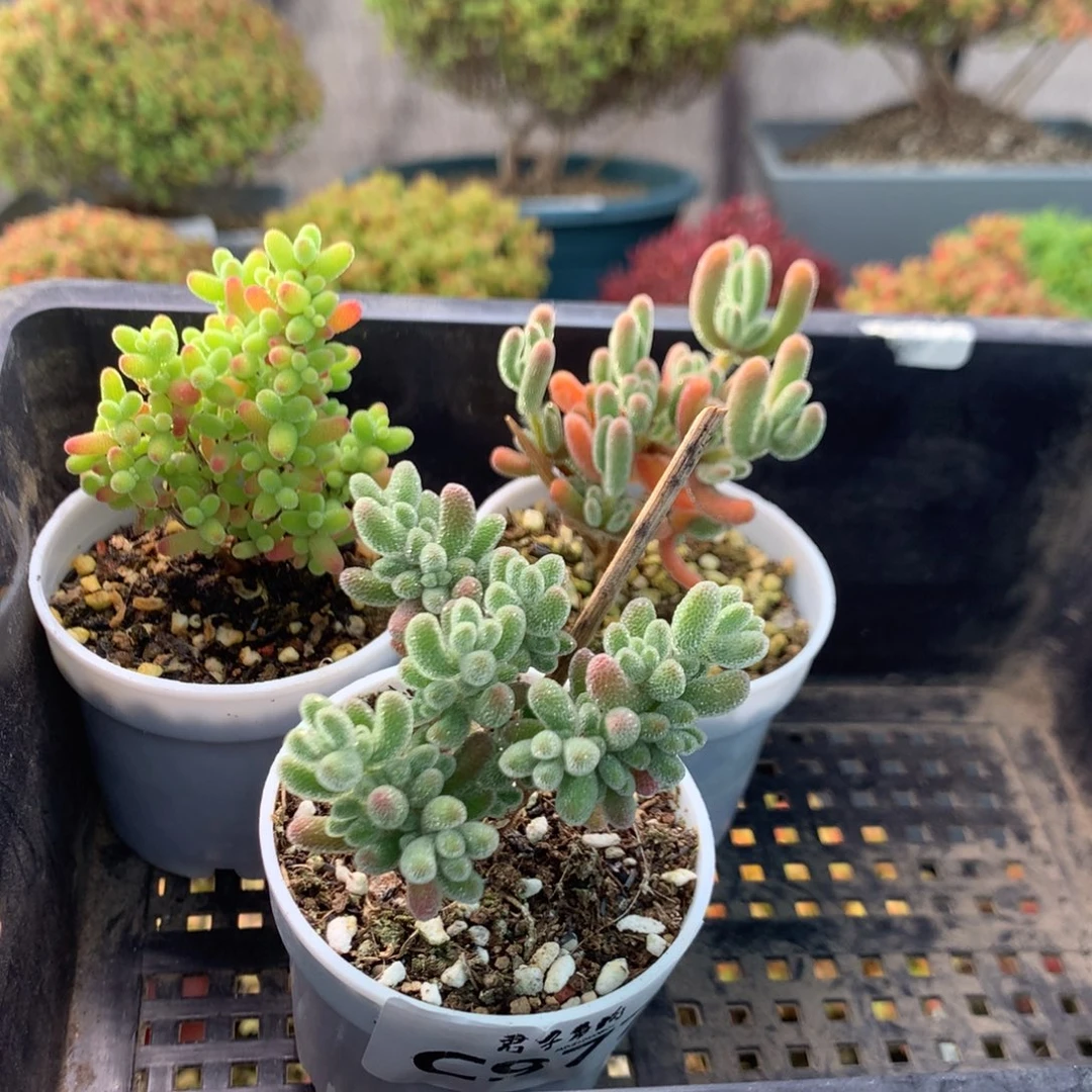 977金橘橙叶冰晶