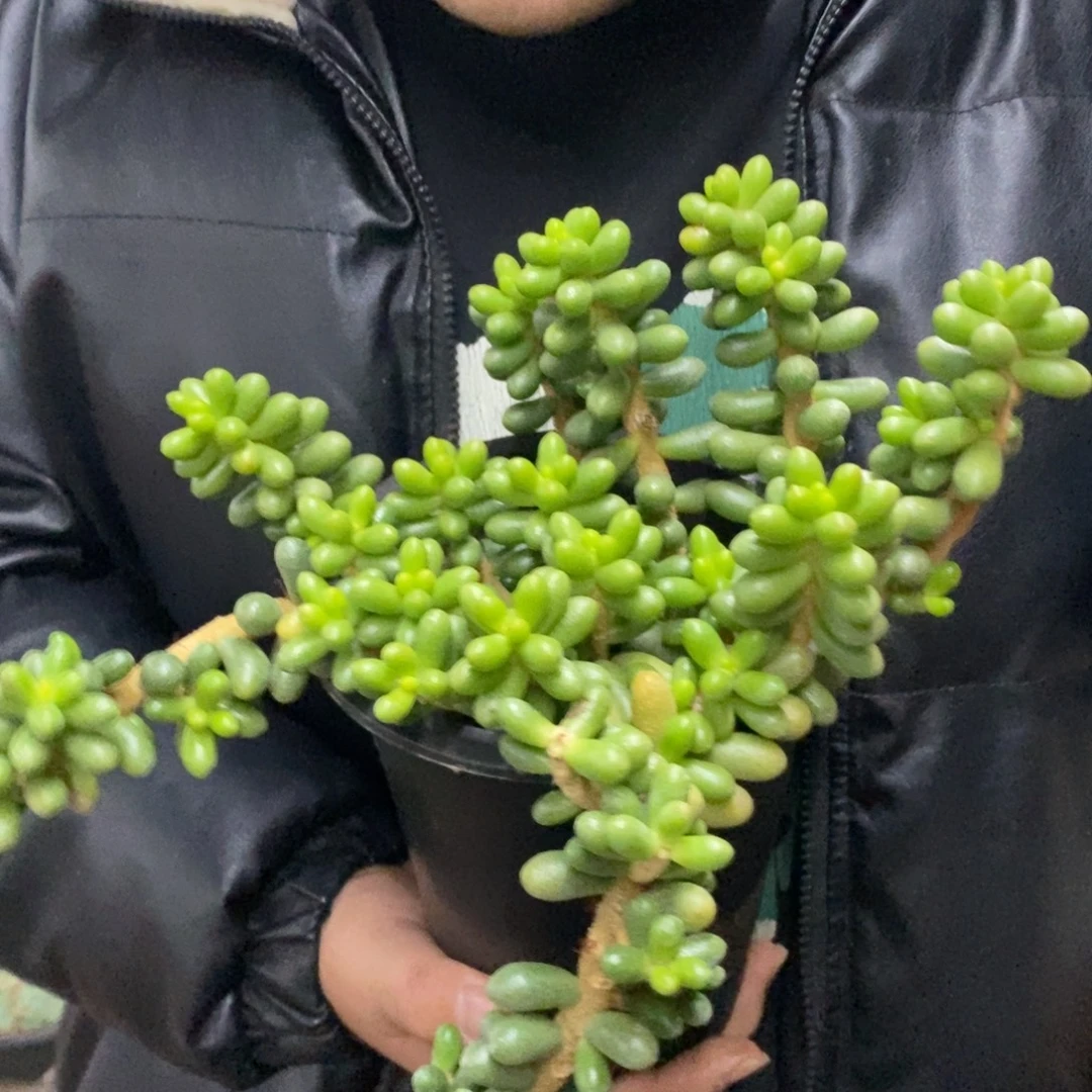 绿龟卵整桩无砍老桩