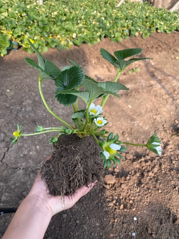 福利苗 草莓苗 不包售后 带花 现挖现发