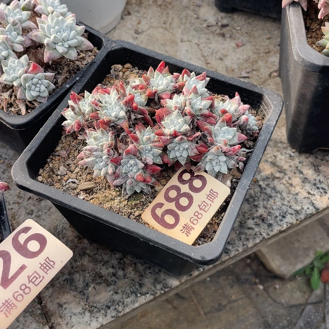 晨溪园艺仙女杯呀