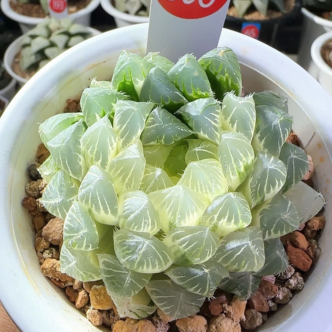 306号糊斑实生玉露锦一物一拍带盆土