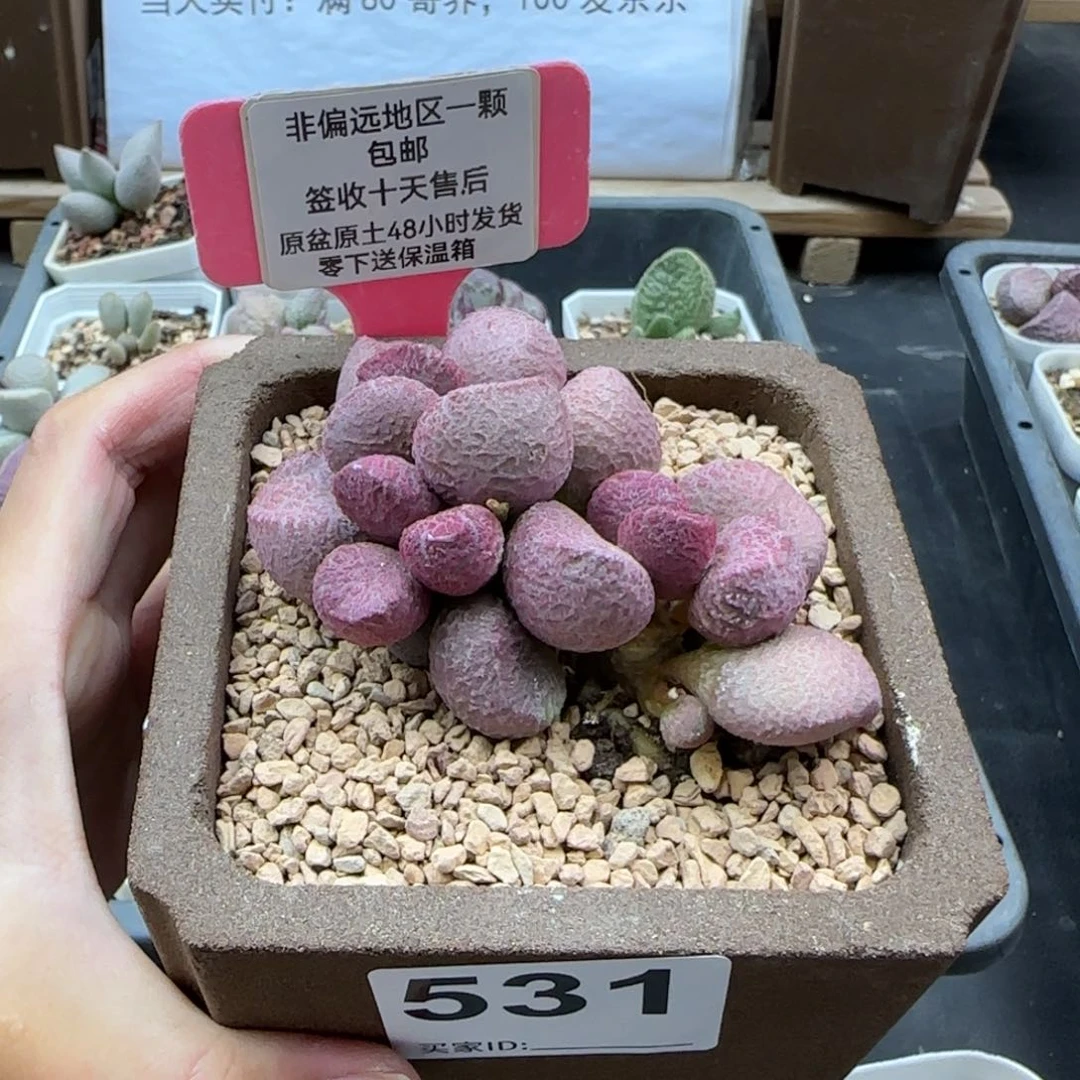 遗****4531亚当多肉植物