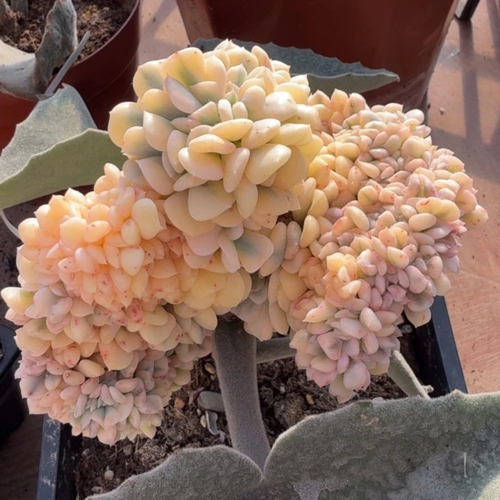 雪精灵锦腹轮锦缀化