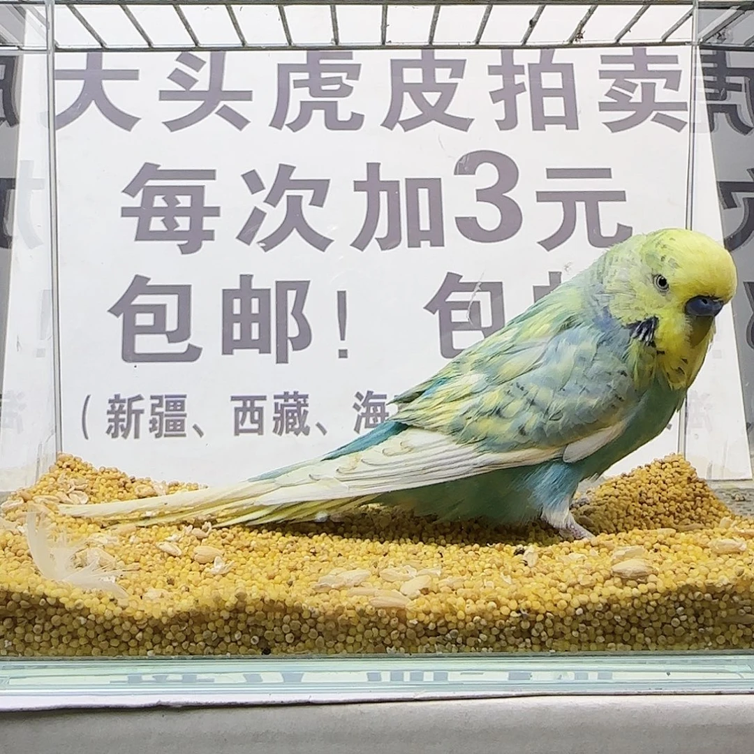 虎皮鹦鹉大头鹦鹉