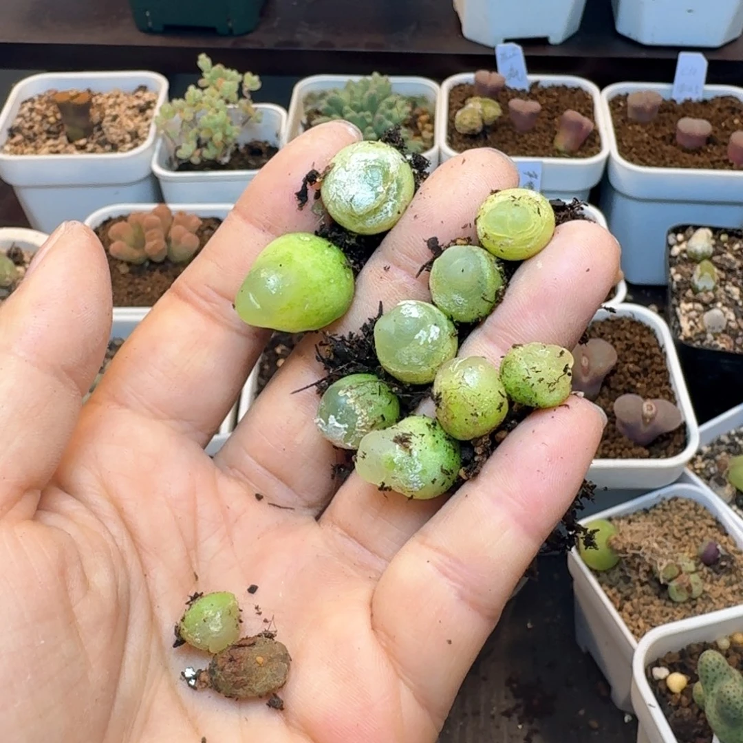 ?*霉102拉拉福利出000000000