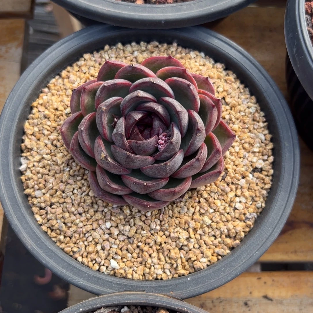 多肉黑橙【非偏远地区满18包邮】