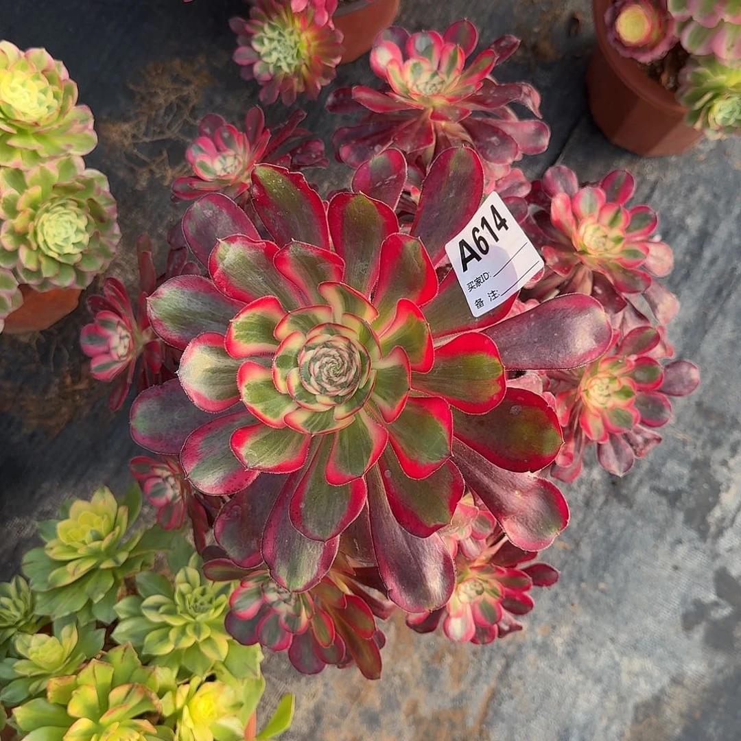 丽娜多肉法师a614