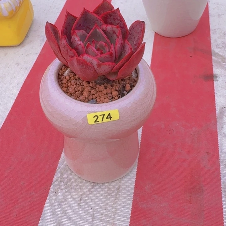 草***甜一物一拍编号274