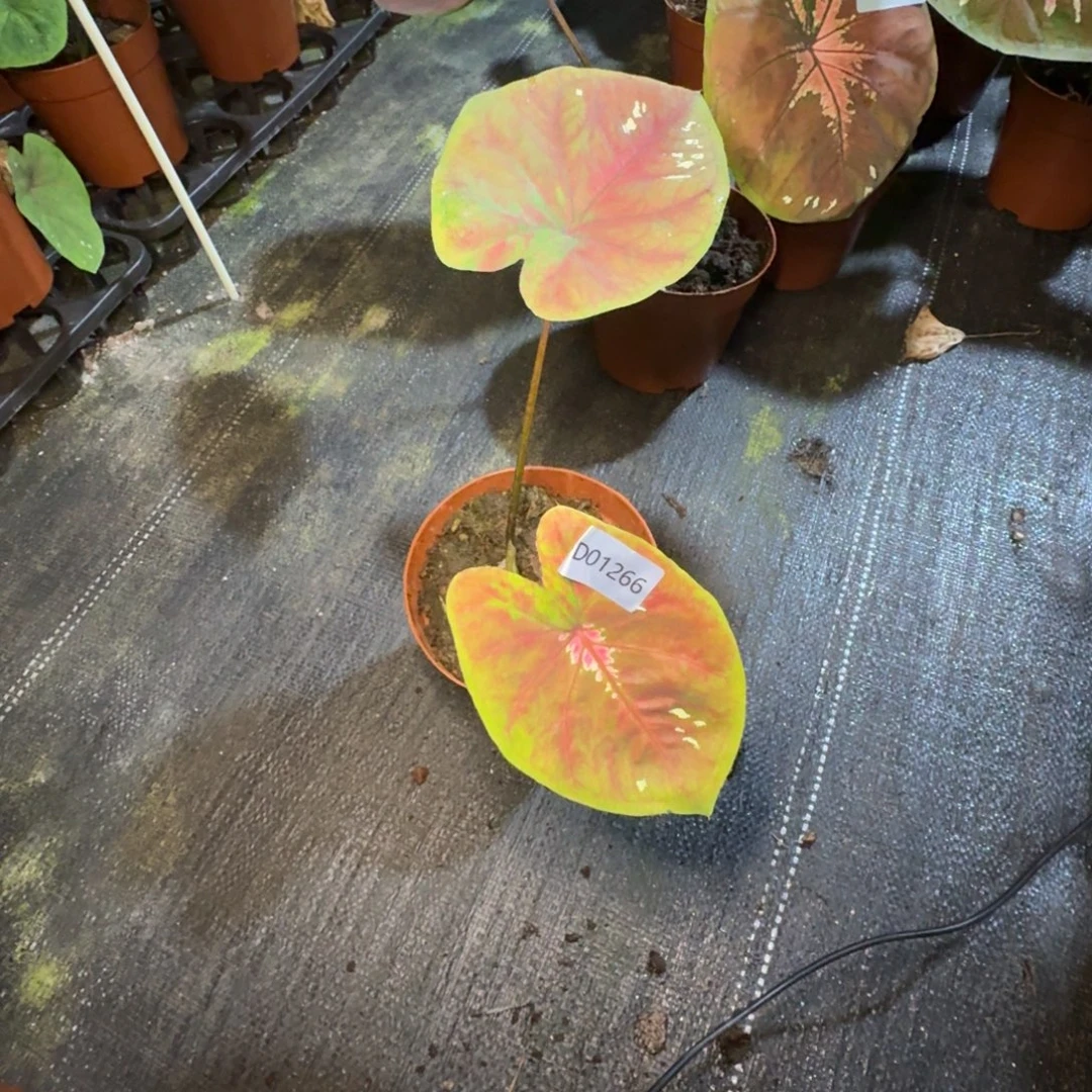 无花朵海王侧芽寄养01266