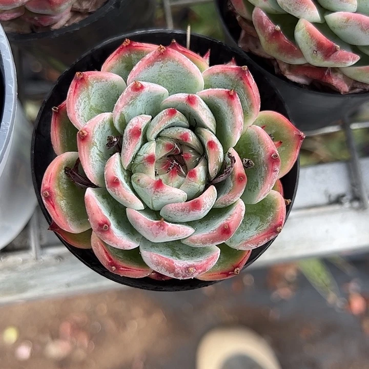 吉娃娃多肉植物精品