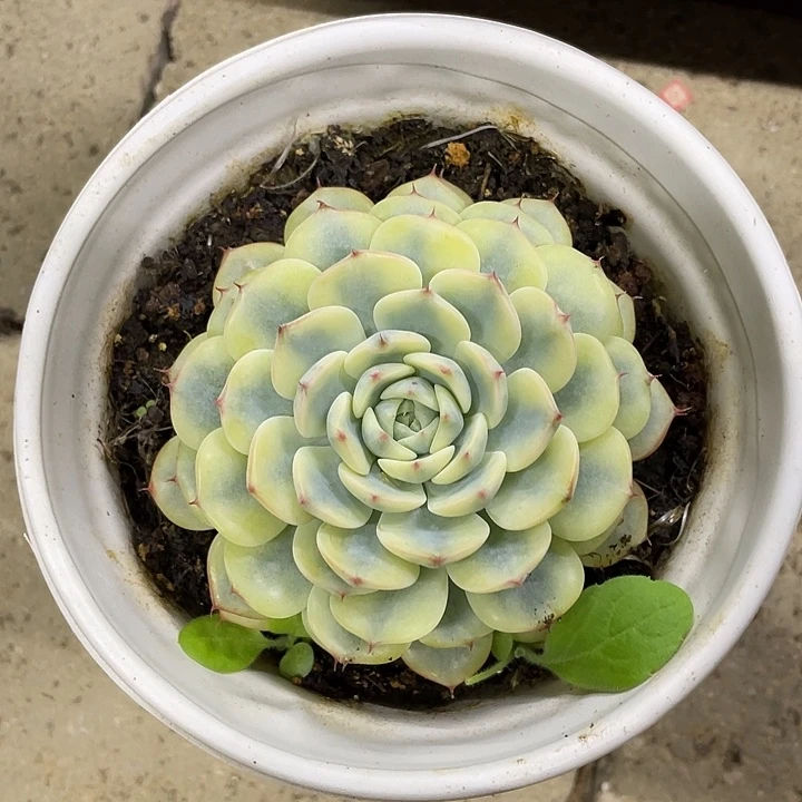 姬莲锦一物一拍锦龙