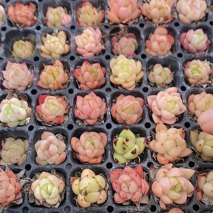 56 多肉植物盆栽花卉植物