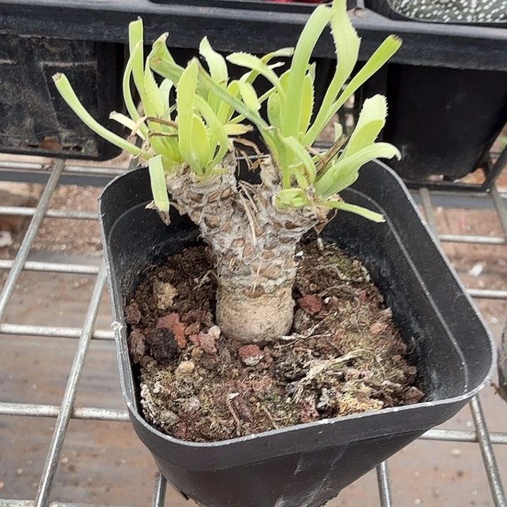 刨花厚端菊4仙人球