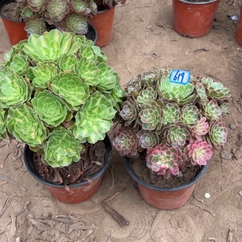 619多肉植物组合，