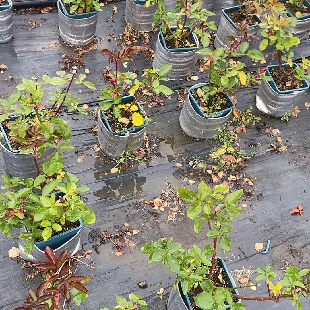 无花朵子爱根结一加仑裸根