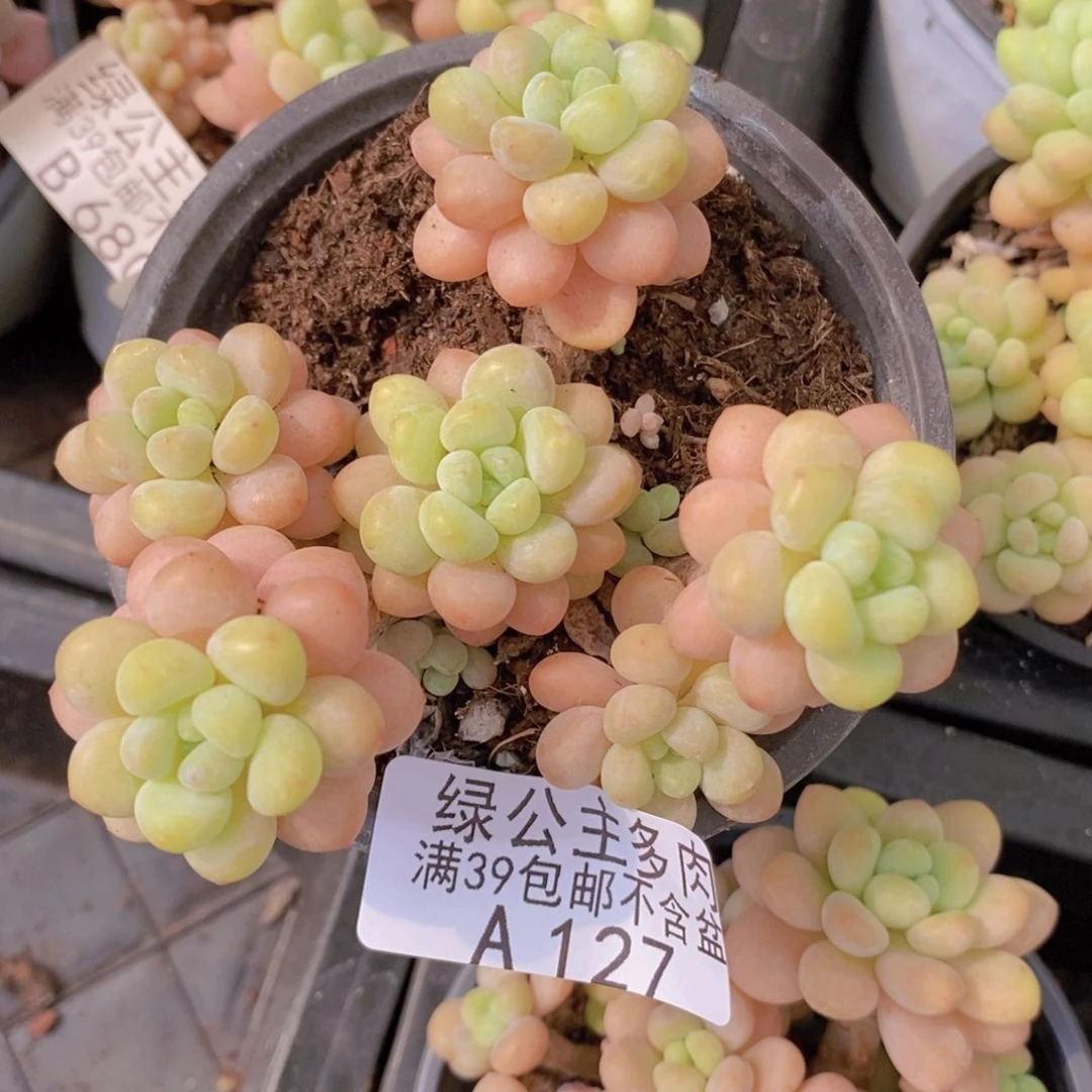 洛可可有砍6cm127多肉植物