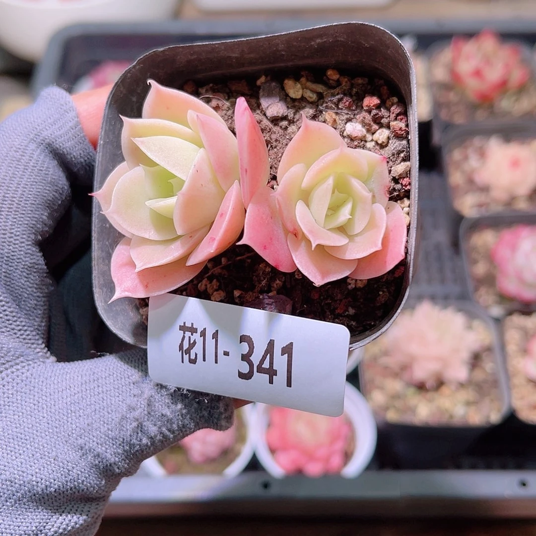 花11-341柠檬酸陈