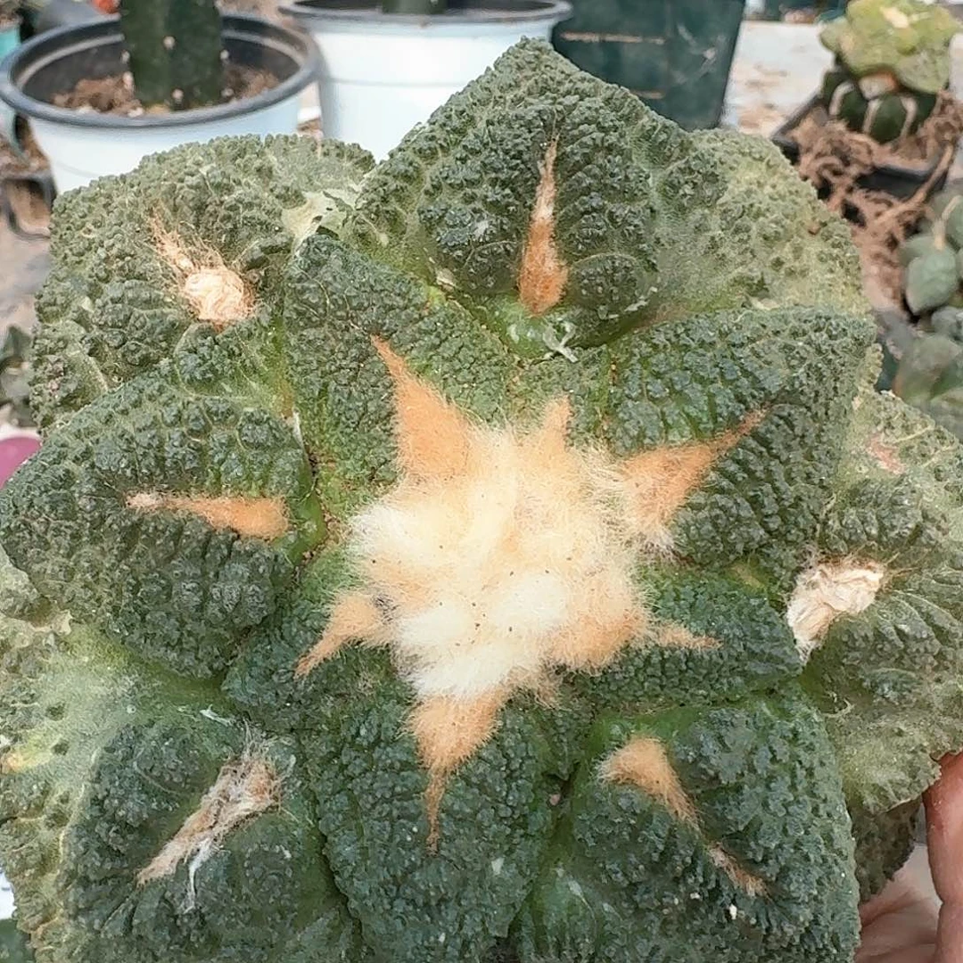 【闪购商品】无花朵人****气大尤好自